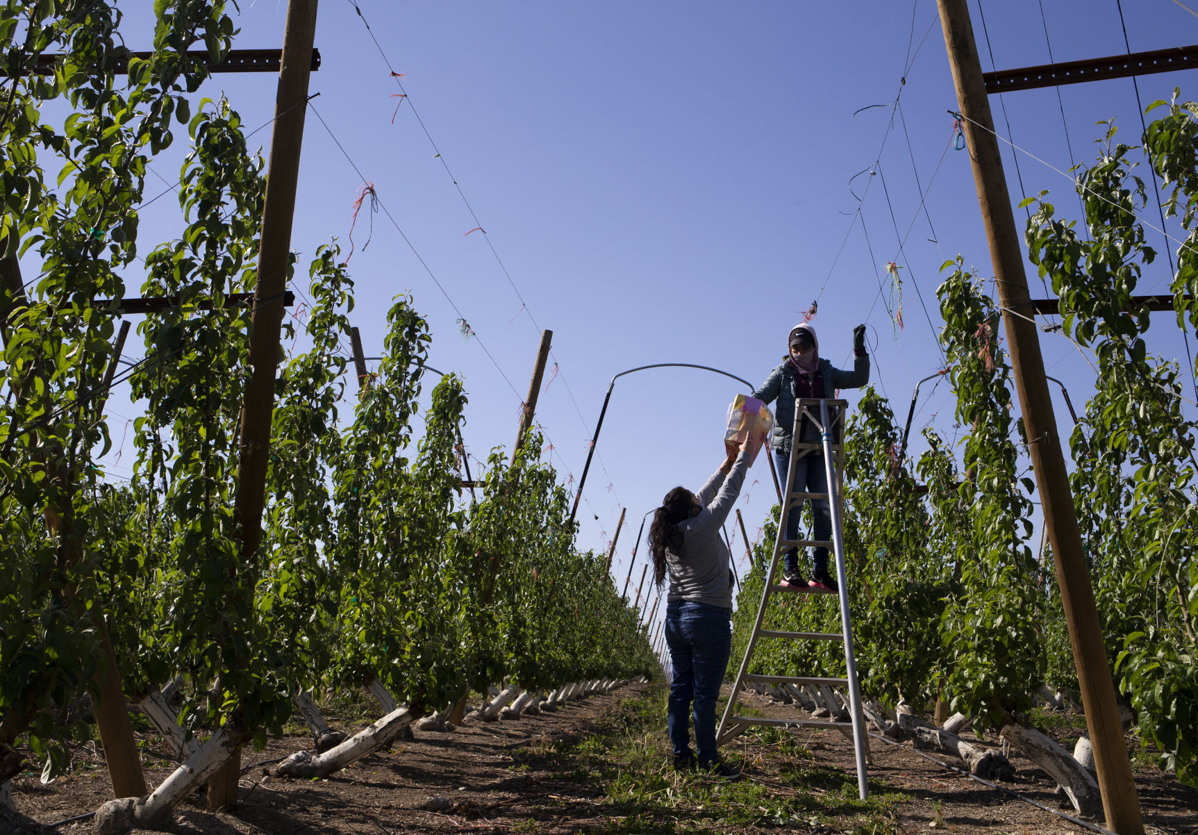 May 7, 2020 | Masks for farmworkers